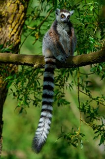 A catta (Lemur catta), sitting attentively on a branch, surrounded by green vegetation, France