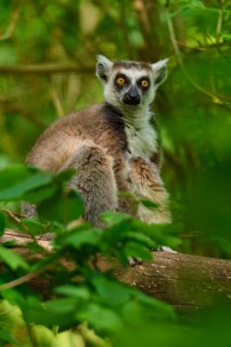 A curious catta (Lemur catta), shows an interested expression in the forest, France