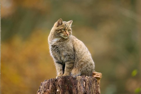European wildcat (Felis silvestris), sitting attentively on a tree stump against an autumnal