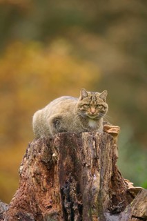 European wildcat (Felis silvestris), lying on tree stump, surrounded by autumn landscape, Germany