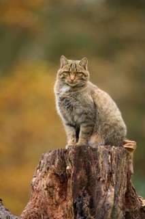 European wildcat (Felis silvestris), sitting elevated on a tree stump, surrounded by autumn tones,