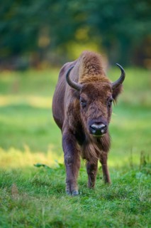 A bison (Bison bonasus), standing on a green meadow and looking into the camera, Germany