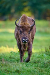 A bison (Bison bonasus), walking slowly on a green meadow towards the viewer, Germany