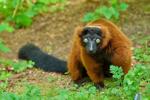 Red ruffed lemur (Varecia rubra), with striking fur sits attentively on the forest floor, France