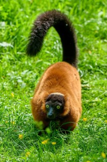 Red ruffed lemur (Varecia rubra), moving through the green grass with tail raised high, France