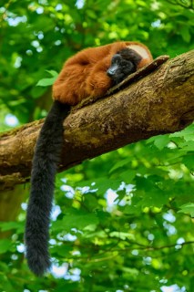 Red ruffed lemur (Varecia rubra), sleeping peacefully on a tree trunk in the wild, France