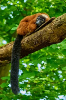 Red ruffed lemur (Varecia rubra), lying quietly with a long tail on a tree trunk, France