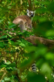Catta (Lemur catta), sitting on a tree surrounded by dense foliage, France
