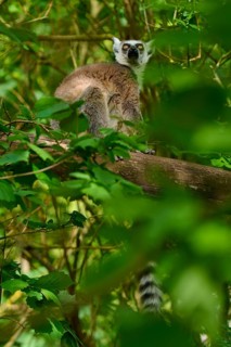 Catta (Lemur catta), looking down attentively from a tree, France
