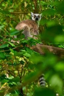 Catta (Lemur catta), resting on a tree surrounded by green leaves, France