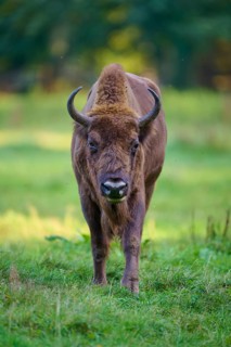 A bison (Bison bonasus), standing frontally in a meadow and looking into the camera, Germany