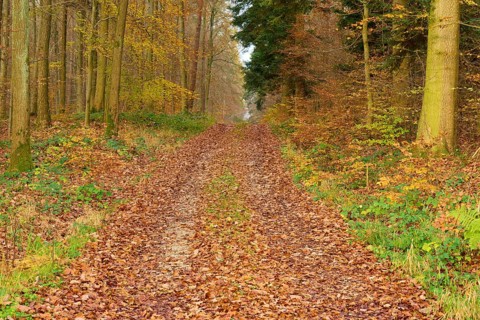 Quiet forest path covered with autumn leaves in a dense forest, Hornbach, Walldürn, Odenwald,