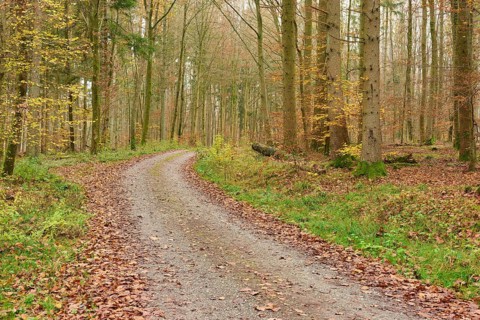 Winding forest path with autumn foliage, surrounded by tall trees, beech trees, Odenwald,