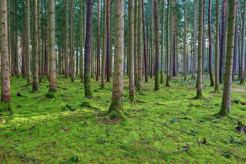 Dense, quiet coniferous forest, moss-covered ground in bright green, beech trees, Odenwald,