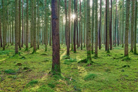 Sunbeams flood the green, moss-covered ground of a quiet coniferous forest, Buchen, Odenwald,