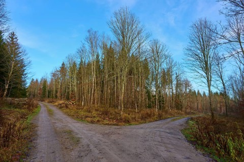 A fork in the road in an autumnal forest under a clear blue sky, Odenwald, Neckar-Odenwald