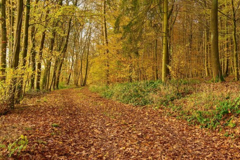 A forest path covered with autumn leaves, through a yellow forest, Hornbach, Walldürn, Odenwald,