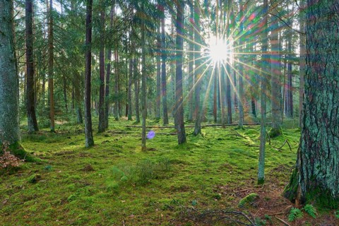 Forest, quiet and moss-covered, shining with trees and sunlight, beech trees, Odenwald,