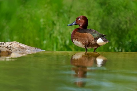 Ferruginous Duck (Aythya nyroca), standing alone at the water's edge, reflecting in the calm water,