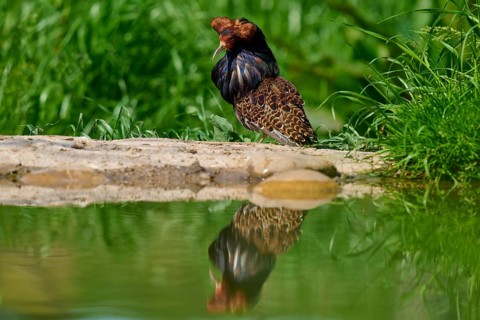 Ruff (Philomachus pugnax), with erect plumage sitting on the bank, reflected in the water, France