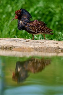 Ruff (Philomachus pugnax), standing on rocks on the shore, reflection visible in the water, France