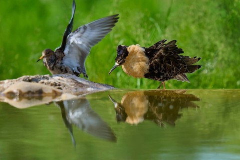 Ruff (Philomachus pugnax), male and female during breeding season, visible on the water with
