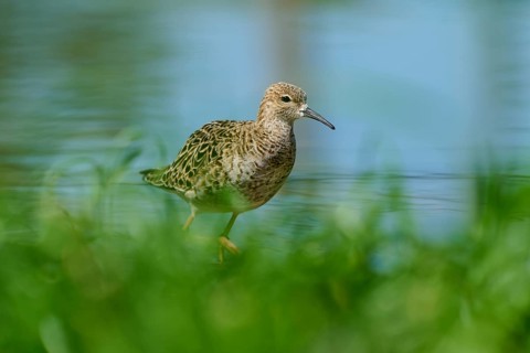 Female ruff (Philomachus pugnax), moving cautiously through the shallow water, France