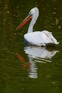 Dalmatian pelican (Pelecanus crispus), resting on a body of water, the clear water reflects its