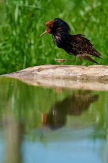 Ruff (Philomachus pugnax), walking near the water and reflected in the water, France