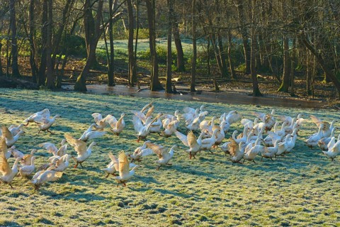 Live geese gather on a frosty morning meadow near a river, Kirchzell, Amorbach, Odenwald, Bavaria,