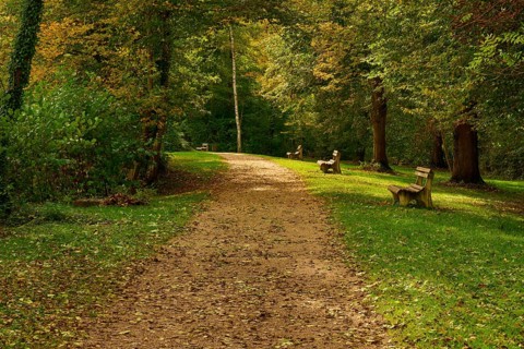 Wooded path with autumn foliage and benches surrounded by dense trees, Amorbach, Odenwald, Bavaria,