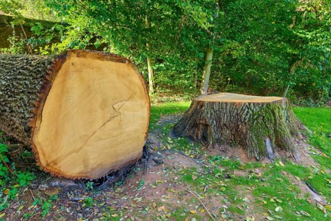 Felled oak tree with stump and visible annual rings, surrounded by dense trees, Amorbach, Odenwald,