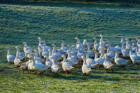 Flock of geese crossing a dewy meadow at dawn, Kirchzell, Amorbach, Odenwald, Bavaria, Germany
