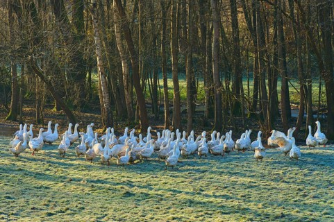 Geese standing on a frosty meadow near a dense forest, Kirchzell, Amorbach, Odenwald, Bavaria,