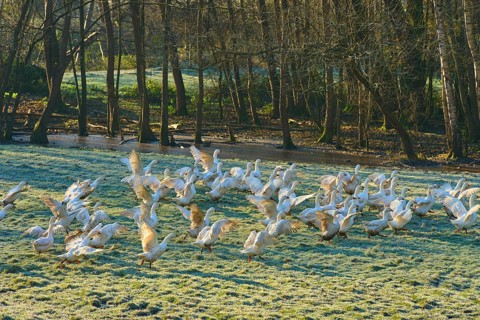 Geese frolicking in a meadow covered with morning dew next to the edge of a forest, Kirchzell,