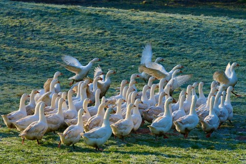A large group of geese on a meadow covered with morning dew, Kirchzell, Amorbach, Odenwald,