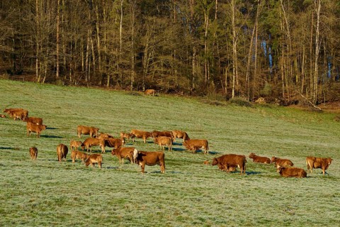 A group of cows grazing peacefully on a grassy landscape near a forest, Kirchzell, Amorbach,