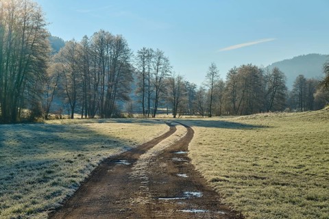 A winding path leads through a frosty landscape with trees in the morning light, Kirchzell,