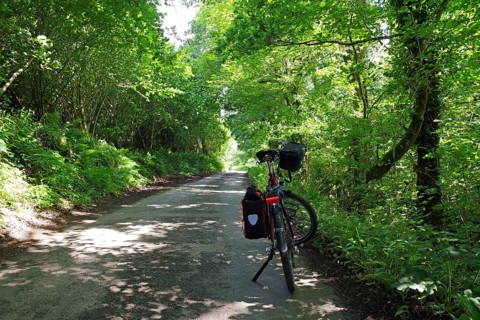 Cycling along a shady forest path surrounded by lush greenery, Wadebridge, Camel Trail, Cornwall,