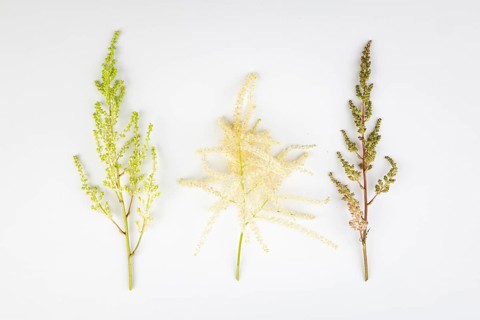 Three branches, white and pink astilbe (Astilbe) and forest honeysuckle (Aruncus dioicus), white