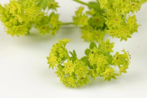 Fresh yellow flowers of lady's mantle (Alchemilla) with green leaves on a white background