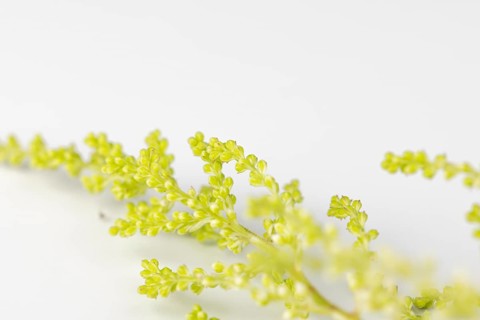 Green branches of Astilbe (Astilbe) on a white background, close-up