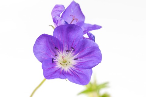Close-up of a purple flower of the cranesbill (geranium) on a white background, close-up