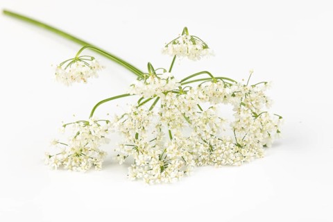 White flowers of the yarrow (Achillea) on a white background