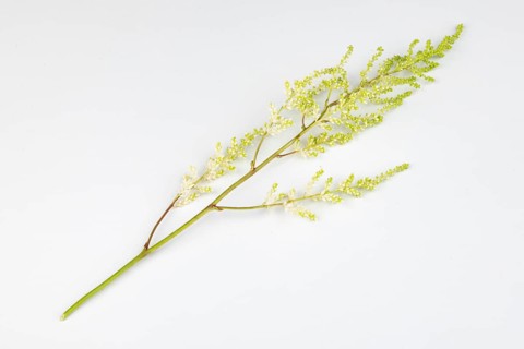 Branch of astilbe (Astilbe) on a white background