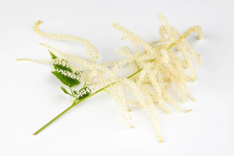 Branch of forest honeysuckle (Aruncus dioicus) with white flowers on a white background