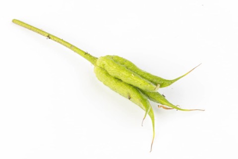 Single green seed capsule of columbine (Aquilegia) on a white background