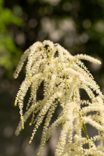 Delicate white flowers of the honeysuckle (Aruncus dioicus) against a blue sky, Neunkirchen, Lower