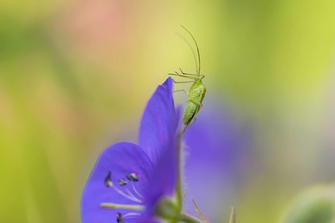 Green shield bug (Palomena prasina) sitting on purple flower of the cranesbill (Geranium),