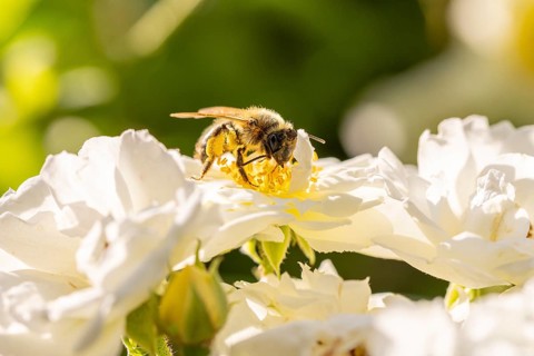 Close-up of a bee (Apis), on white blossoms of a climbing rose (Rosa), Neunkirchen, Lower Austria,